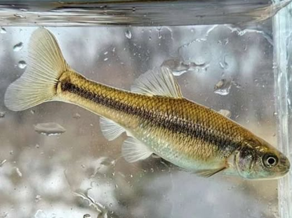 5 Pcs Rizing Rivers Premium Bucktail Flies (Fathead Minnow)