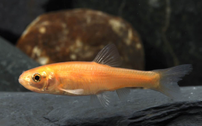 5 Pcs Rizing Rivers Premium Bucktail Flies (Rosy-Red Minnow)